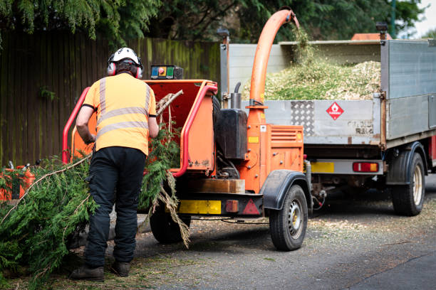 Best Emergency Storm Tree Removal  in USA